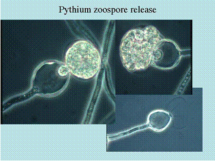 pythium zoospore release